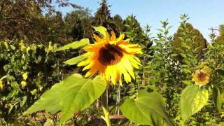 Sunflower In The Wind