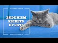 Buddhism Secrets of Cats