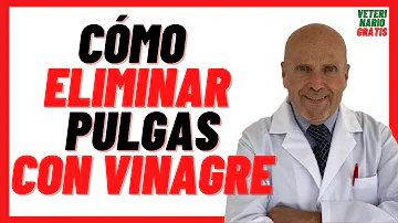 ¿Es bueno el Amanecer y el vinagre para las pulgas?