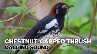 Chestnut Capped Thrush Calling Sound by Nature Voice Channel 67 views 2 weeks ago 15 minutes