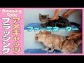 【猫のブラッシング動画】ファーミネーターで仕上！アメショーは短毛種　換毛期の抜け毛対策