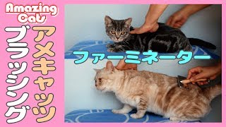 【猫のブラッシング動画】ファーミネーターで仕上！アメショーは短毛種　換毛期の抜け毛対策
