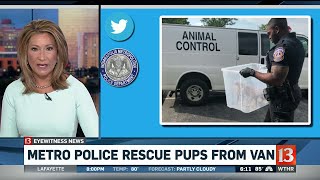 Police Rescue Two Chihuahua Puppies from Hot Car
