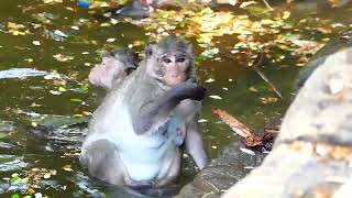 All young monkey like to bathing and swim in this pond water, that hot season time stayed