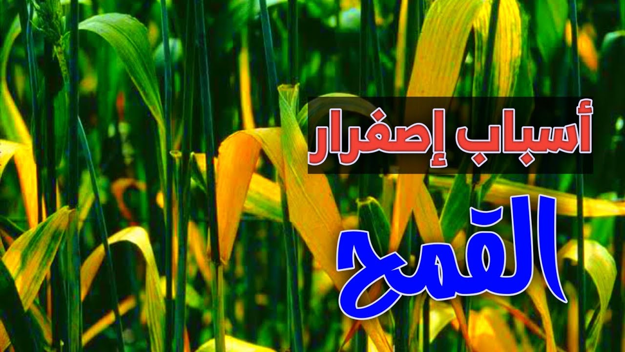 أسباب إصفرار #القمح 🌾🌾 وكيفية علاجها ؟