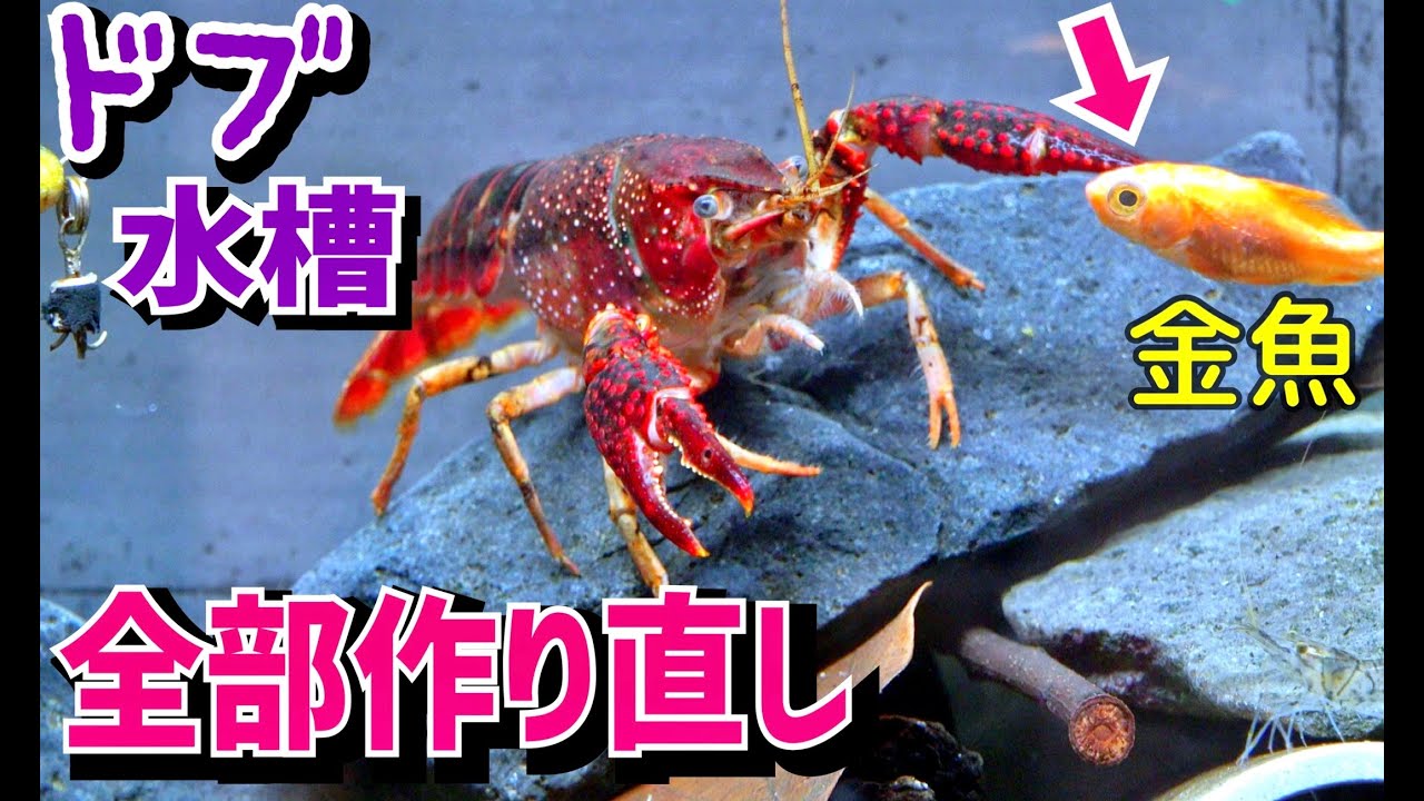 もうやり直し！ドブ水槽が変わりました。【ドブ川水槽５】