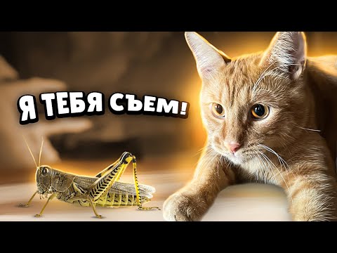 Видео: Симбочка против кузнечика!😼 (Сборка смешных видео)