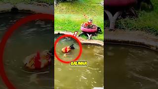 Cachorro Herói Salva Galinha de Afogamento em Momento Chocante! #curiosidades #vídeoscurtos