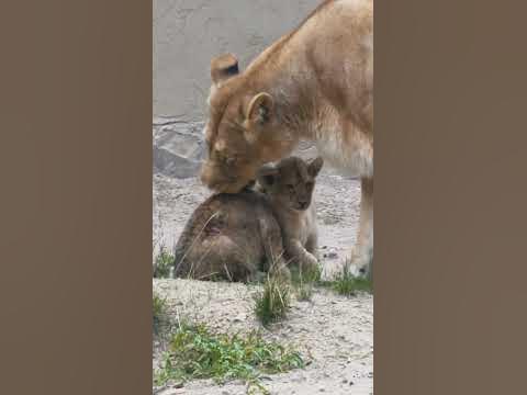 Мама - лев и малыши 🦁#львы #природа - YouTube
