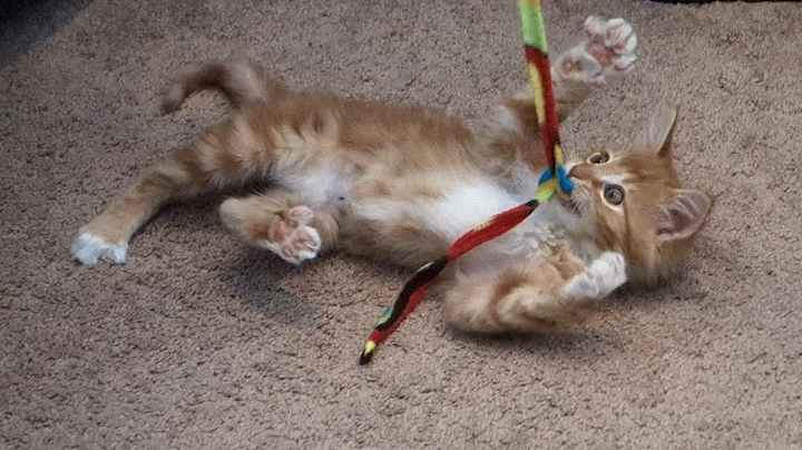 Video 889741: ginger maine coon kitten, maine coon kittens love, maine coon rescue, maine coon kitten playing, cute maine coon kitten, maine coon toys