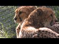 Cheetah licks