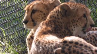 Cheetah licks