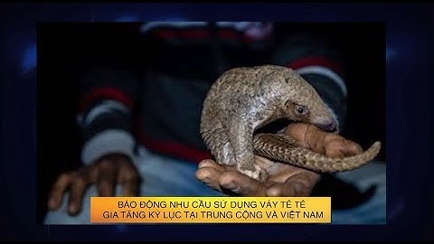 Con tê tê giá bao nhiêu tiền 1kg năm 2024