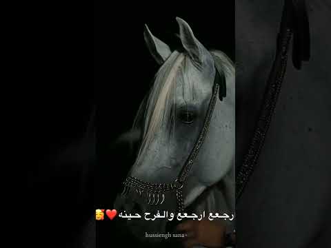 ياحبيب مايجي وينه حالات واتس اب