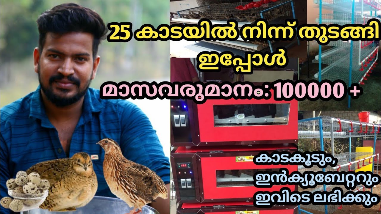 കാട വളർത്തൽ മാസവരുമാനം ലക്ഷങ്ങൾ || Kaada Valarthal || Quail Farming