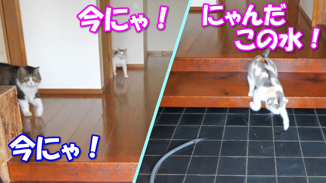 玄関掃除の隙を窺って外に出ようとするネコ吉＆ボス吉 - YouTube