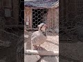 nice Partridge