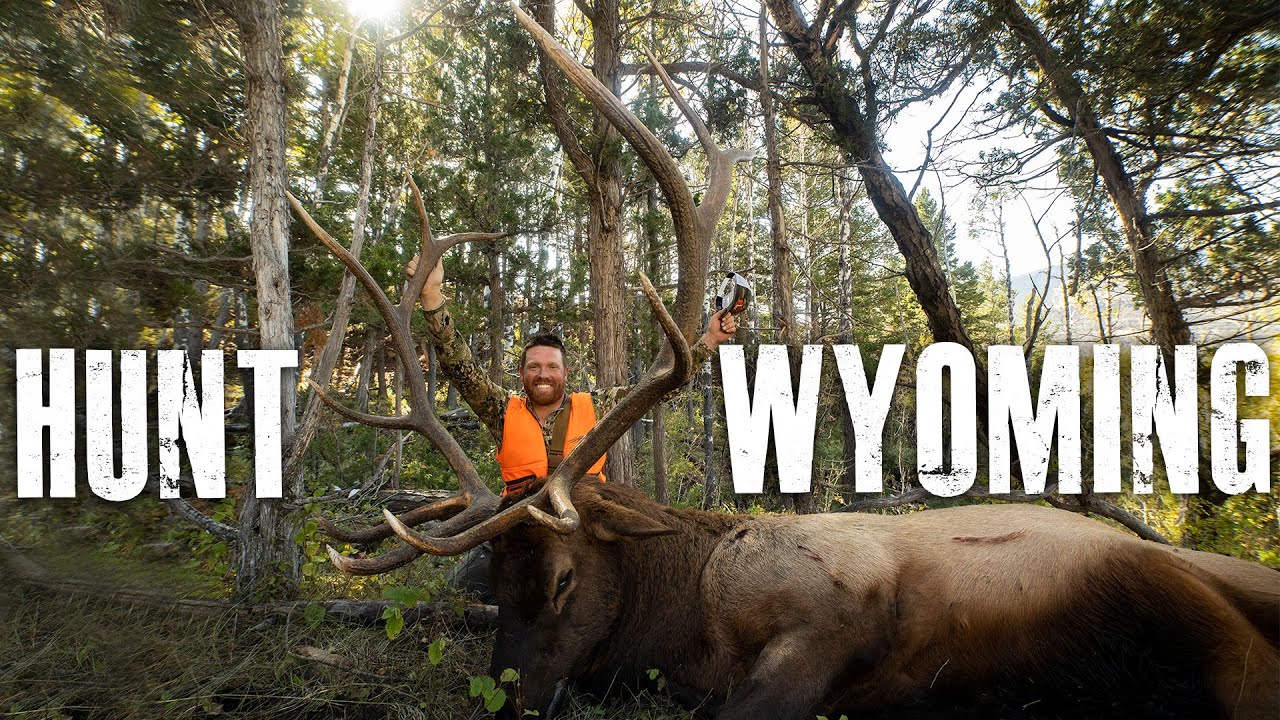 How To Hunt Elk In Wyoming Application Season YouTube