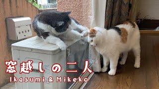 窓越しの二人　イカスミとミケ子　Ikasumi & Mikeko by kachimo 4,005 views 1 year ago 32 seconds