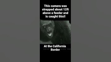 BIGFOOT SIGHTING!!! #wendigo #bigfootstestioy #creature