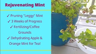 FIX🩹 Patchy/Leggy Mint! 🌿Rejuvenating Mint, Dehydrating Mint for Tea! 🍵 (Bergamot & Woolly)