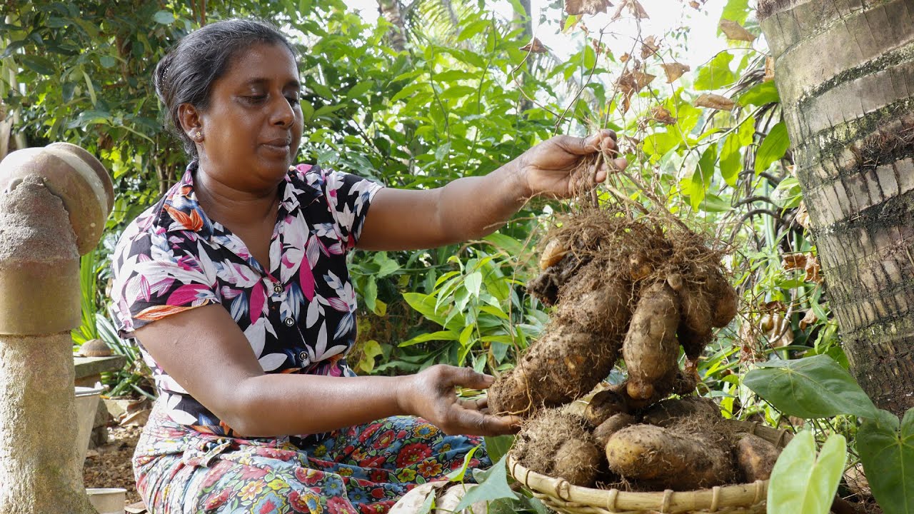 wild yam (Katu kukulala) I make delicious dishes with this yam. village kitchen recipe