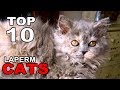 TOP 10 LAPERM CATS BREEDS の動画、YouTube動画。