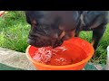 А ДЮША ROTTWEILER PRO ИЛИ НЕ ОЧЕНЬ?Вот такая дрессировка получается