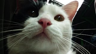 FILM PENDEK ' AKHIRAN ' KUCING KU CEMONG by Aldiandra Fitra 372 views 2 years ago 1 minute, 5 seconds