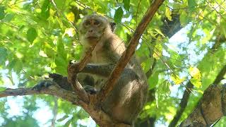 Dont Bite Me Mum Aliitel Monkey Scre--Ing