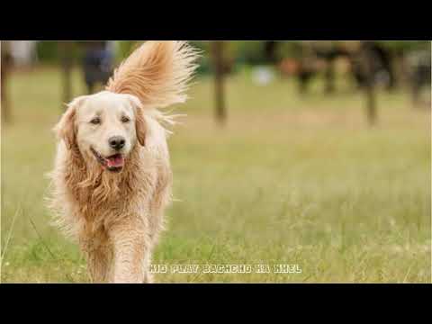 वीडियो: BPA मुक्त और गैर विषैले कुत्ते के खिलौने: लेबल का क्या मतलब है?