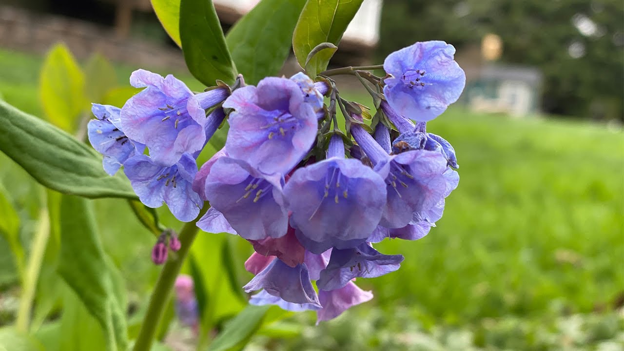 Native Plant ID Quiz - Spring Plants