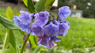 Native Plant ID Quiz - Spring Plants screenshot 3