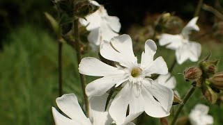 Wildflowers on Mitcham Common - by Moira O'Donnell