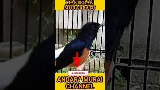 Calm Bird Chirping for Focus 📚 #shorts #focus #study