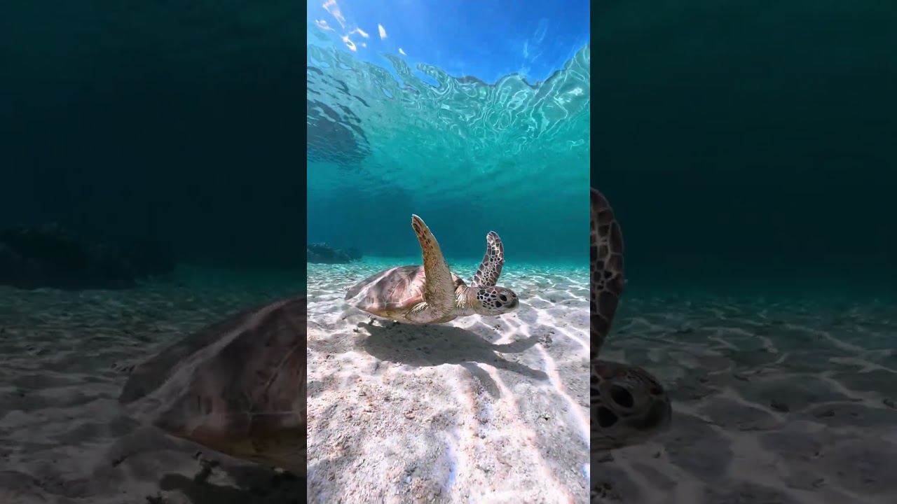 Sea Turtle's Ocean Floor Glide 🐢🌊