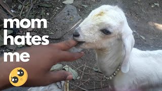 cute baby goat is hungry