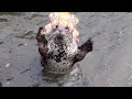 【Vtuber廢片】A Super-Hyper Angry Nene Seal.【桃鈴ねね】【MomosuzuNene】【memes】