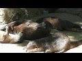 Asian Small-clawed Otter squirm.くねくねするコツメカワウソたち。
