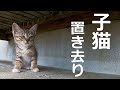 授乳してた子猫が置いて行かれた！子猫が泣きそう