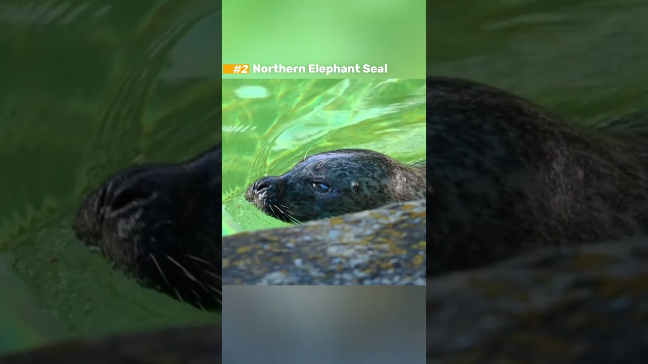 Longest Breath Holding Animals