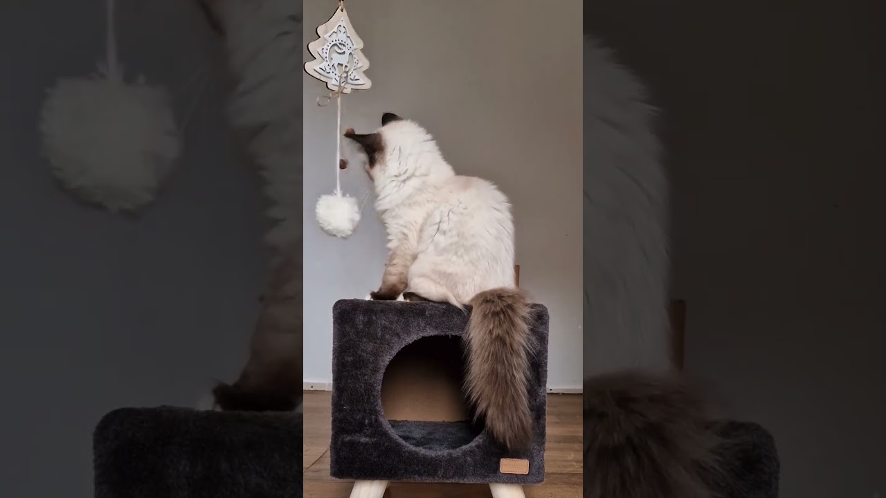 Le chaton mignon Talia joue 😻❤️👍 