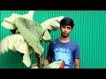 Cooking and Recipes | Big Arum Leaf Vaji | Village Food BD