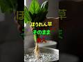ほうれん草のお浸し お湯にドボンはNG?