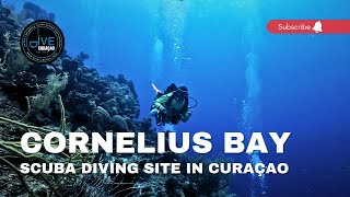 Explore The Cornelius Bay Dive Site In Curaçao The Best Scuba Diving In The Caribbean
