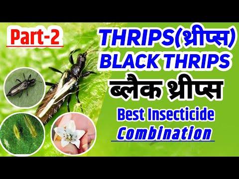 Thrips control insecticide | Black thrips control insecticide |  best combination Insecticide
