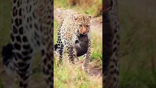 Mother Leopard Moved Her Little Cub (Luluka Female - Maasai Mara)