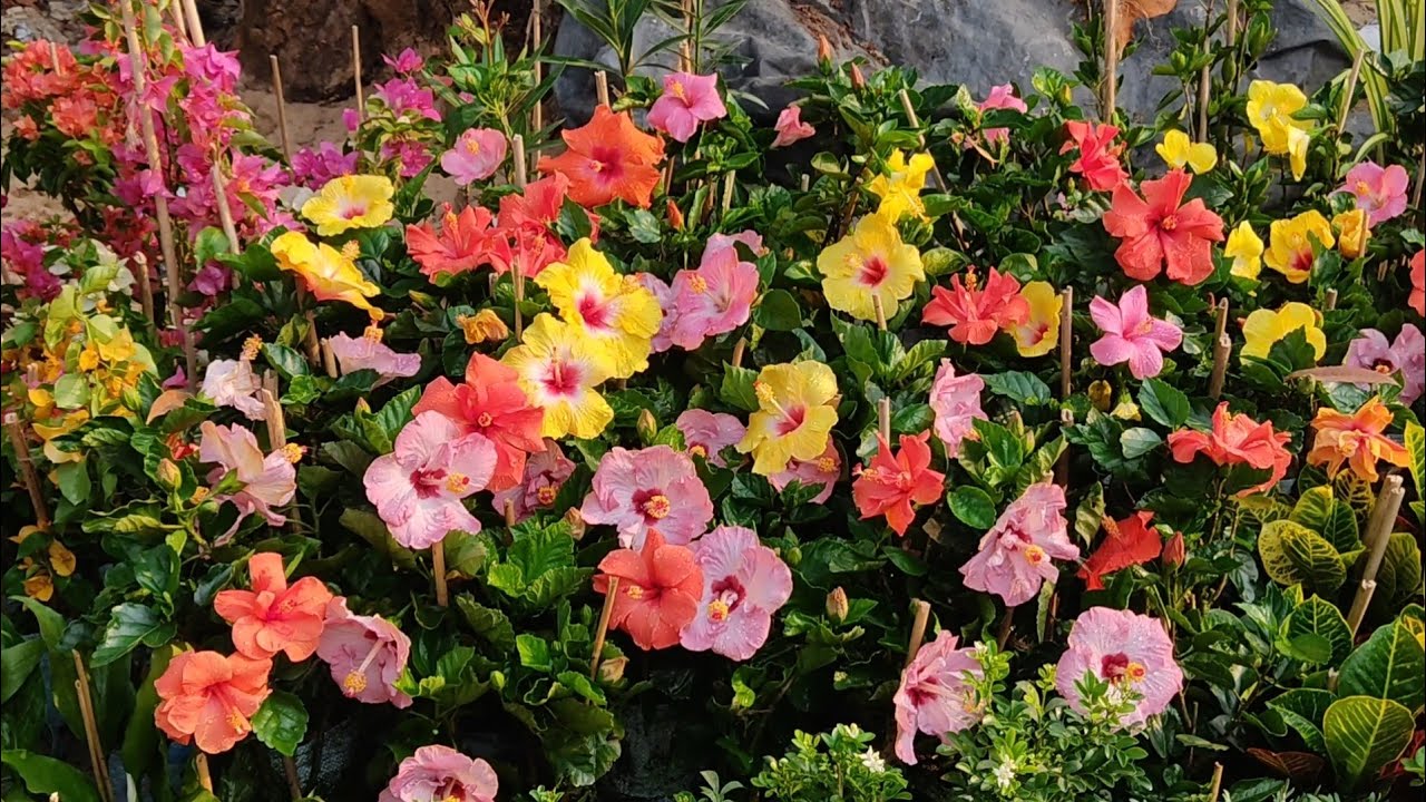 Kolkata Flower Plants Market Visit Current Prices Of Flower Plants