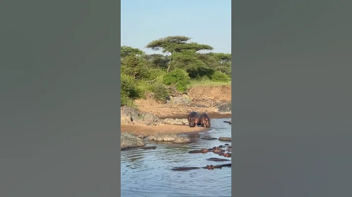 Watch the video about 5 days Serengeti-Migration & Big Cats Luxus-SafariAngeboten von