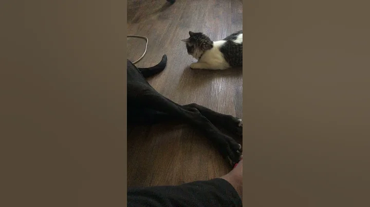 This is Queeny shes been with us almost a month no...